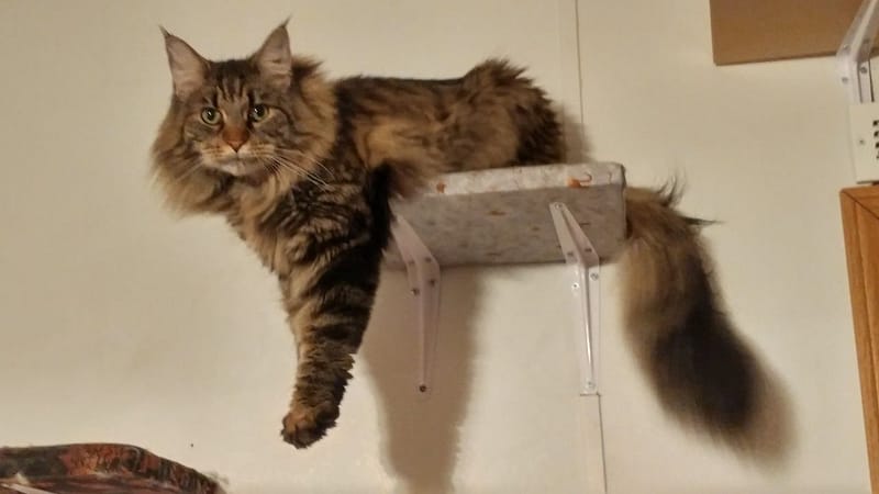 奧斯卡寵物股份有限公司小港分公司