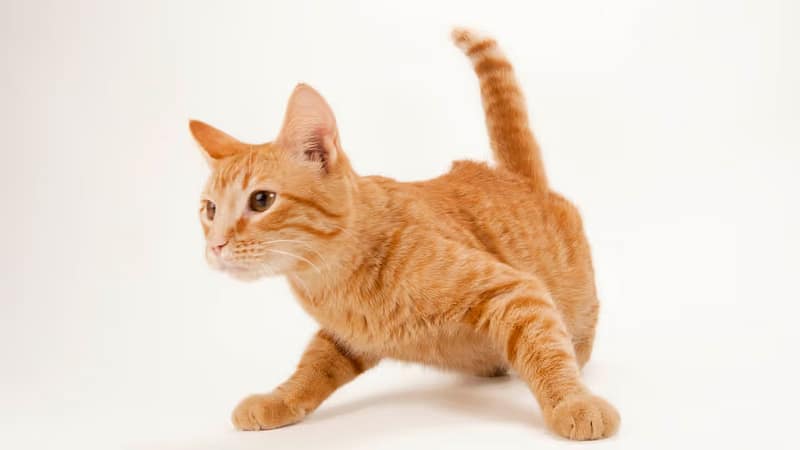 聯進專業育種犬舍