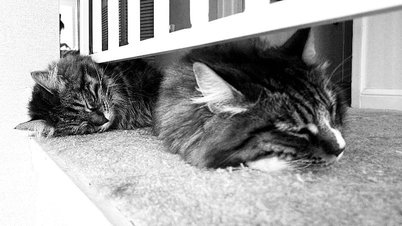 鳴駒國際專業犬貓