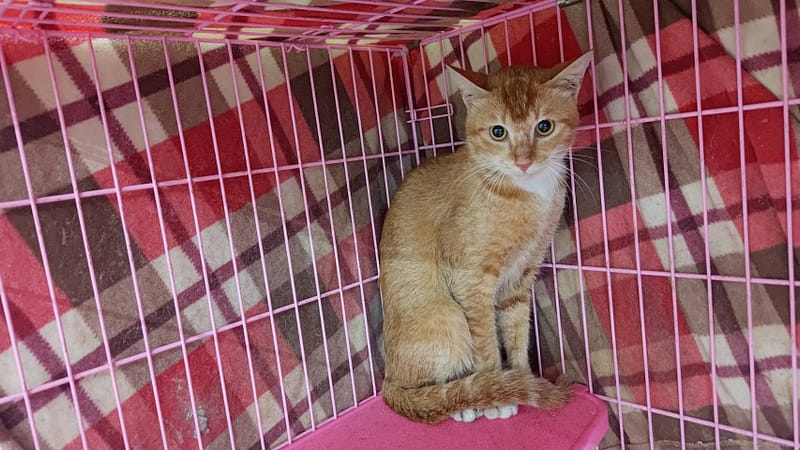 【待認養】混種貓 貓 (男生) - 臺北市動物之家