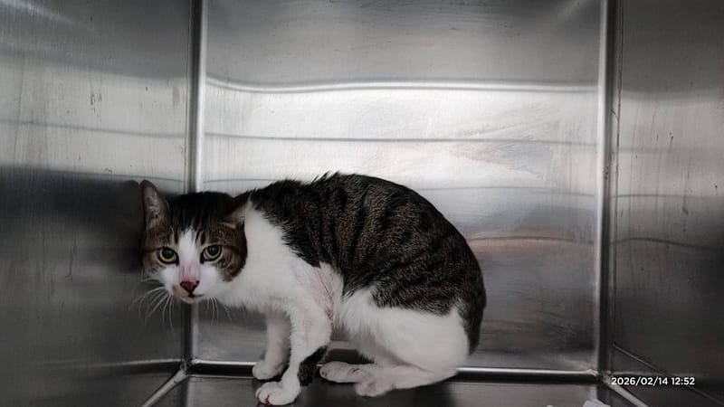 【待認養】混種貓 貓 (男生) - 臺北市動物之家