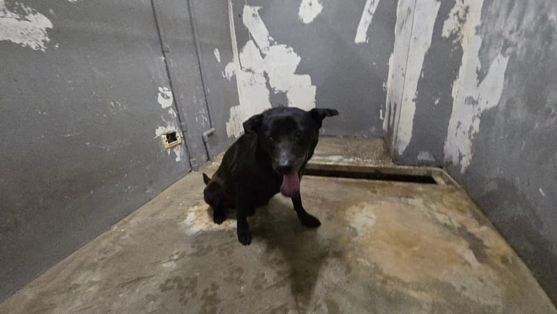 【待認養】混種犬 狗 (男生) - 新竹市動物保護教育園區