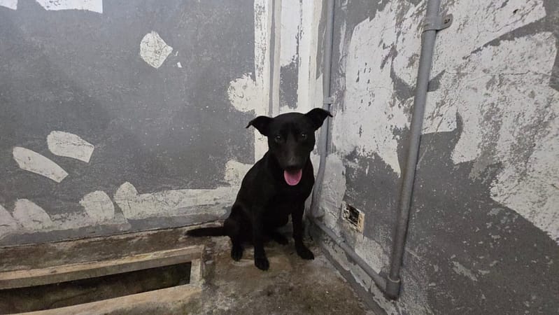 【待認養】混種犬 狗 (男生) - 新竹市動物保護教育園區