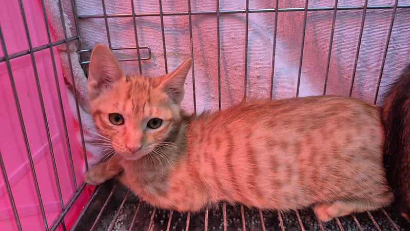 【待認養】混種貓 貓 (男生) - 新北市八里區公立動物之家