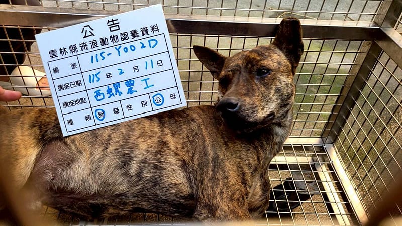 【待認養】混種犬 狗 (男生) - 雲林縣流浪動物收容所