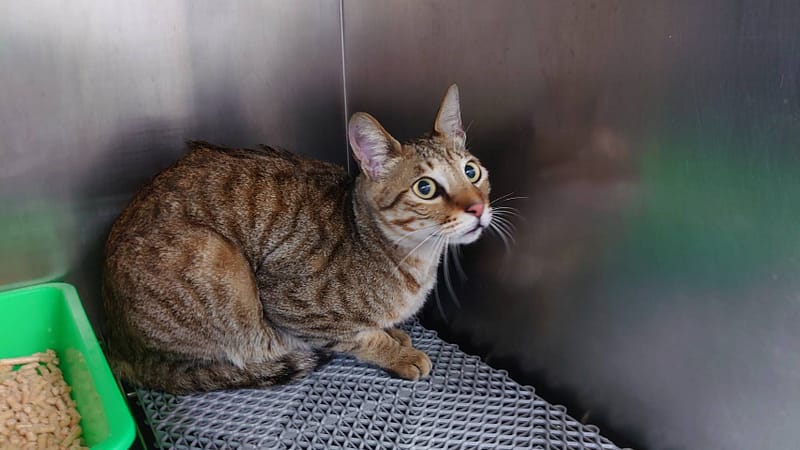 【待認養】混種貓 貓 (男生) - 桃園市動物保護教育園區
