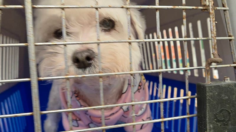 【待認養】瑪爾濟斯犬 狗 (女生) - 新北市八里區公立動物之家