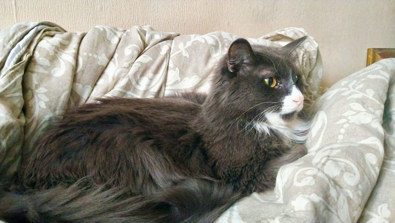 狗狗公園快樂狗旅館