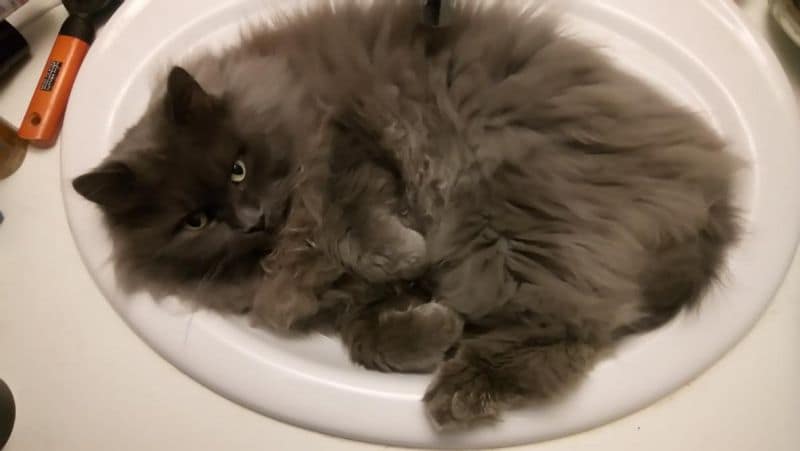 萬達寵物事業股份有限公司五甲二店分公司