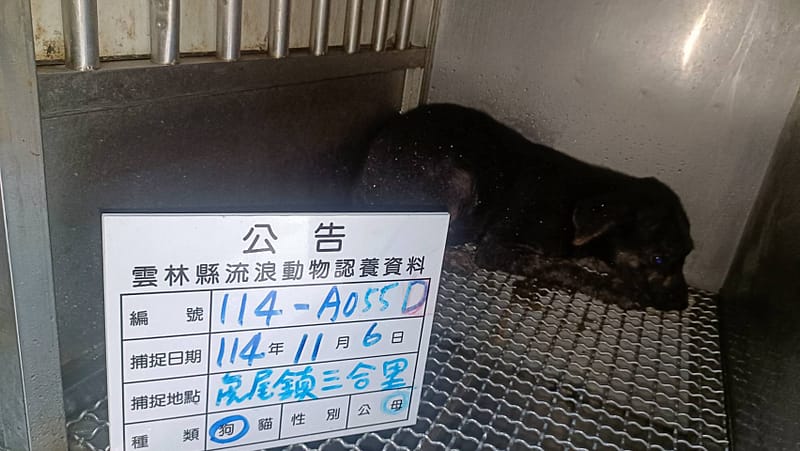 【待認養】混種犬 狗 (女生) - 雲林縣流浪動物收容所