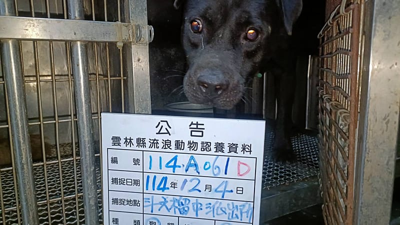 【待認養】比特犬 狗 (男生) - 雲林縣流浪動物收容所