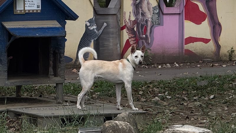 【待認養】混種犬 狗 (女生) - 臺南市動物之家善化站