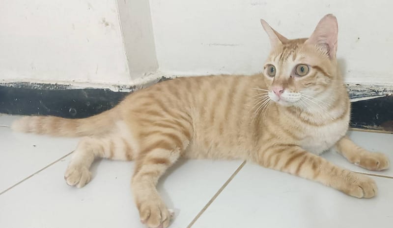 【待認養】混種貓 貓 (男生) - 新北市新店區公立動物之家