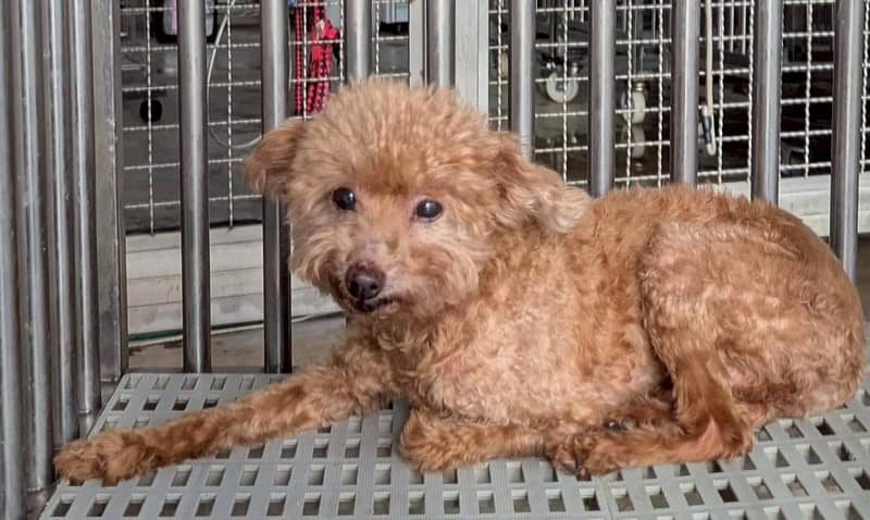 【待認養】貴賓犬 狗 (男生) - 花蓮縣狗貓躍動園區