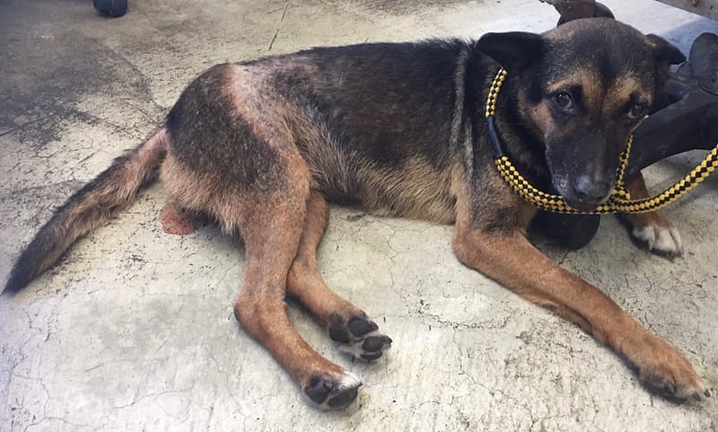 【待認養】混種犬 狗 (男生) - 臺北市動物之家