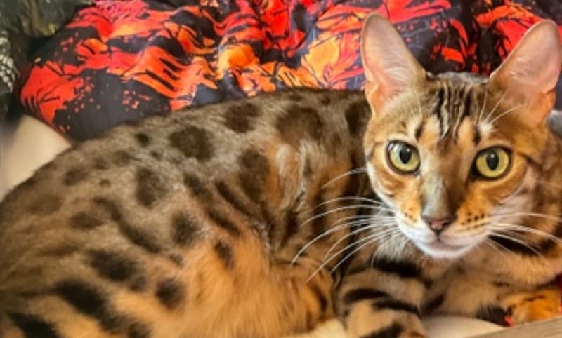 後空翻的貓貓舍