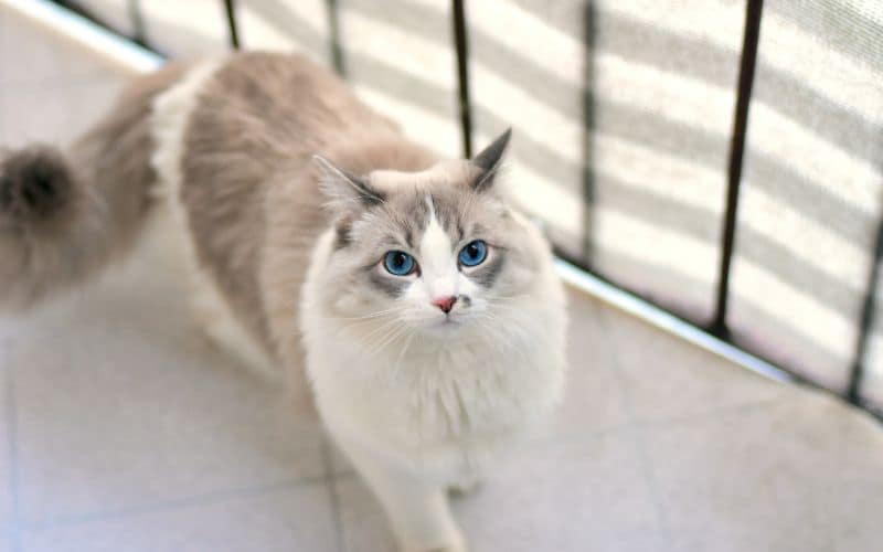 烤布奇諾有限公司