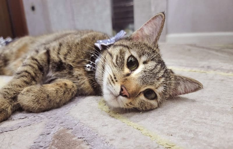 展翊貓鐵寵物旅館