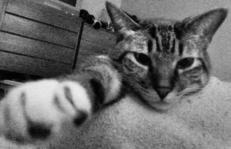 跑跑跳寵物旅館