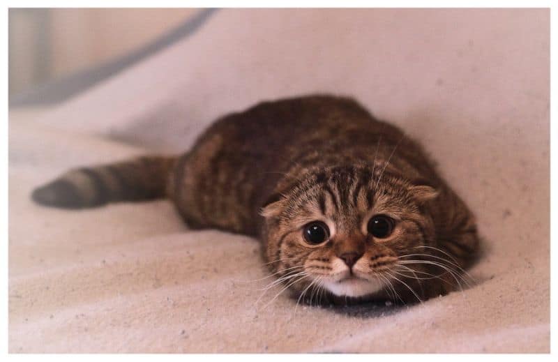 希米亞寵物美容有限公司