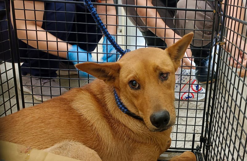 【待認養】混種犬 狗 (男生) - 臺北市動物之家