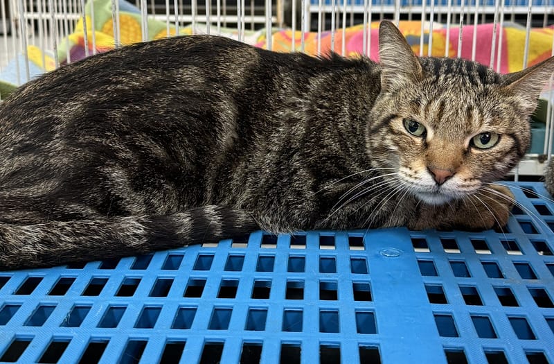 【待認養】混種貓 貓 (女生) - 苗栗縣動物保護教育園區