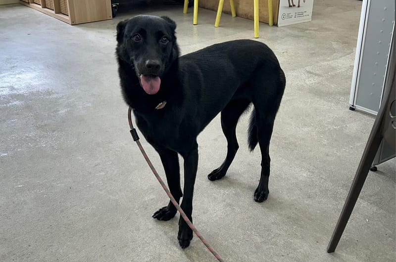 【待認養】混種犬 狗 (女生) - 臺北市動物之家