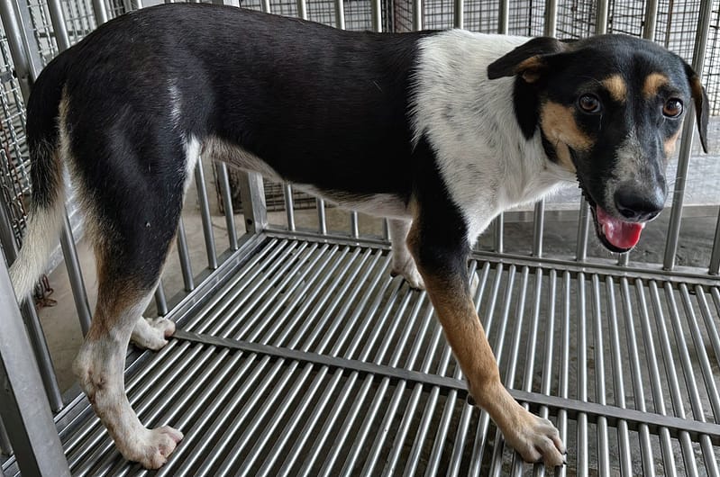 【待認養】混種犬 狗 (女生) - 花蓮縣狗貓躍動園區