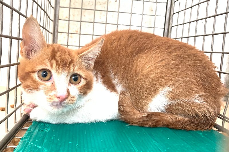 【待認養】混種貓 貓 (男生) - 臺北市動物之家