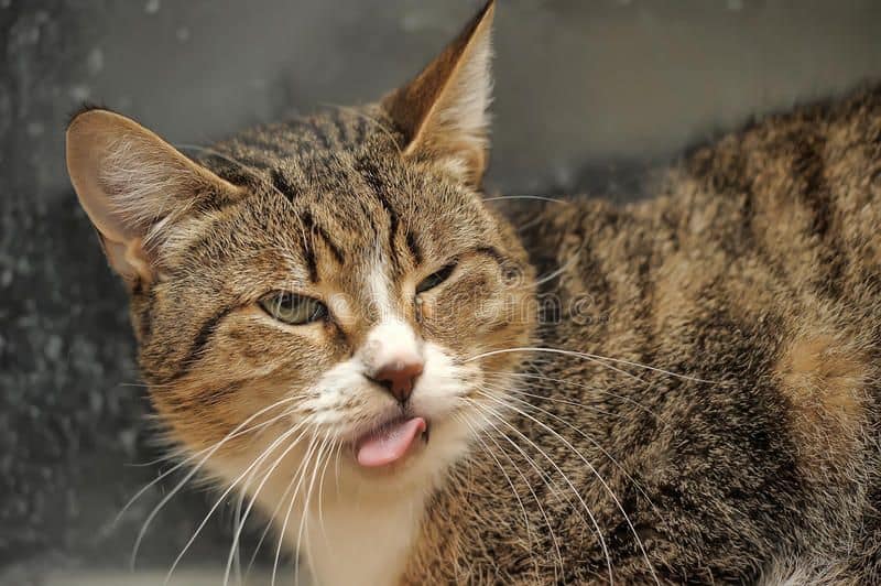 詠欣寵物工作室