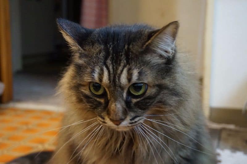 趴趴雞寵物生活館