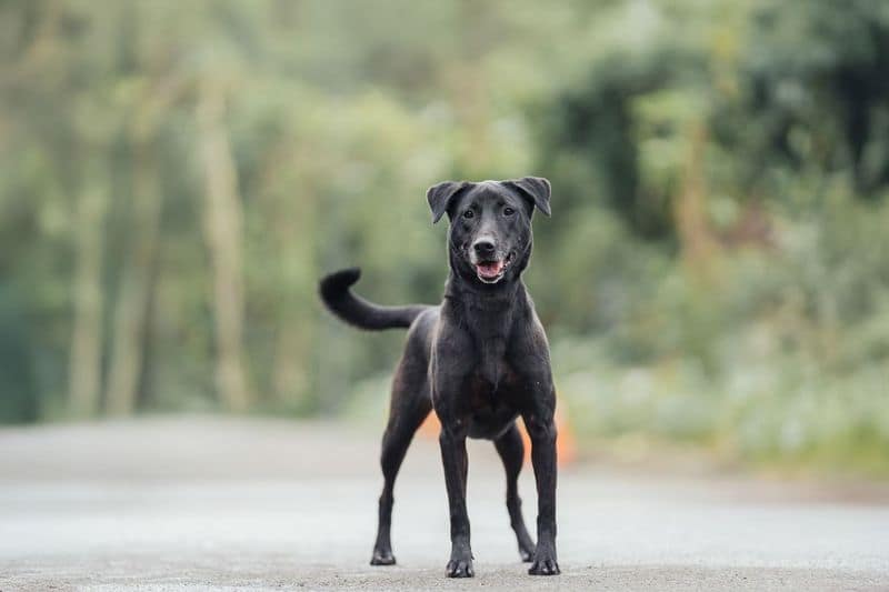 【待認養】混種犬 狗 (女生) - 新北市中和區公立動物之家