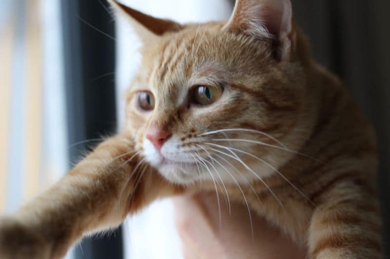 DoDo寵物沙龍旅館