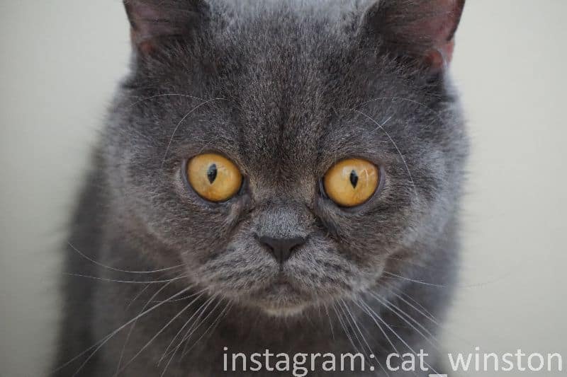 愛寵物寵物生活館