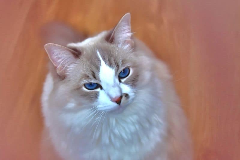 朵妮寵物創意美學館