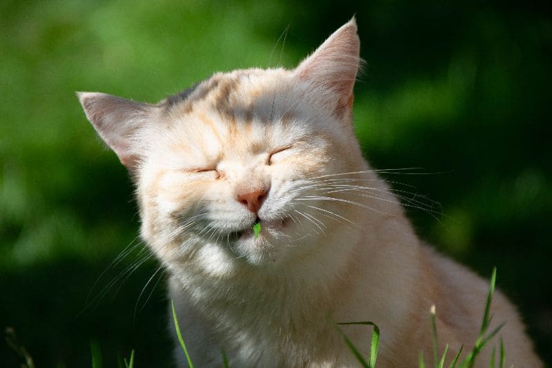 東森寵物雲股份有限公司臺中沙鹿分公司