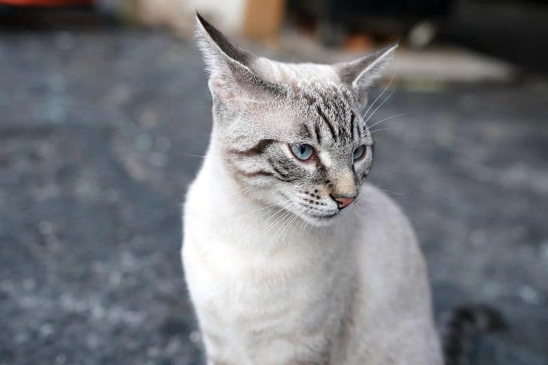 精晟國際企業社