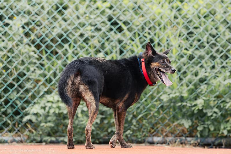 【待認養】混種犬 狗 (男生) - 新北市板橋區公立動物之家