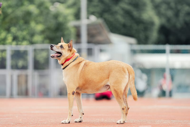 【待認養】混種犬 狗 (男生) - 新北市板橋區公立動物之家