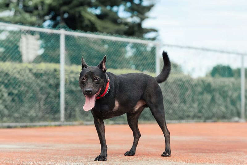 【待認養】混種犬 狗 (男生) - 新北市板橋區公立動物之家