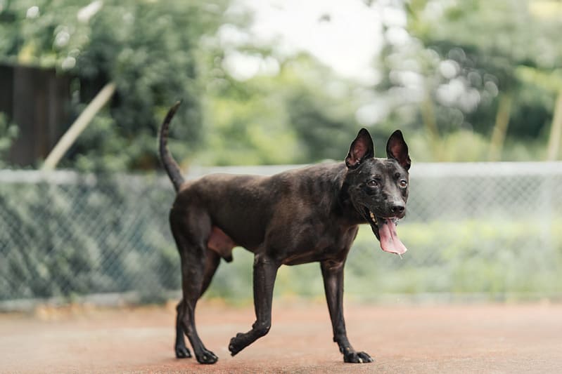 【待認養】混種犬 狗 (男生) - 新北市板橋區公立動物之家