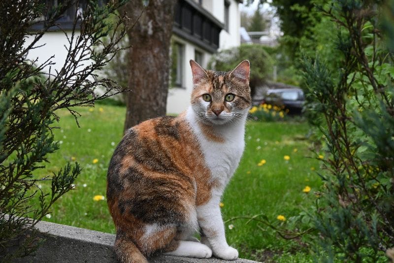 棉花糖寵物旅館
