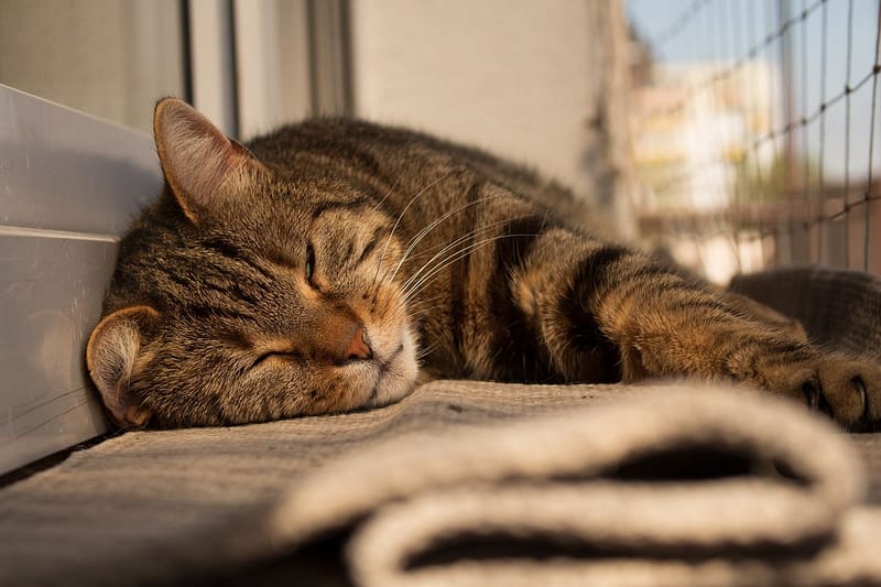 花居寵物生活別館