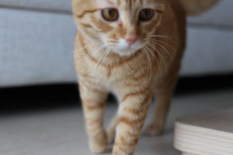 遇見好寵有限公司