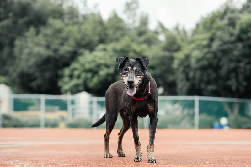 【待認養】混種犬 狗 (男生) - 新北市板橋區公立動物之家