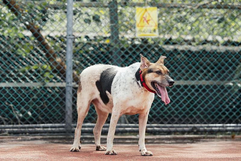 【待認養】混種犬 狗 (女生) - 新北市板橋區公立動物之家