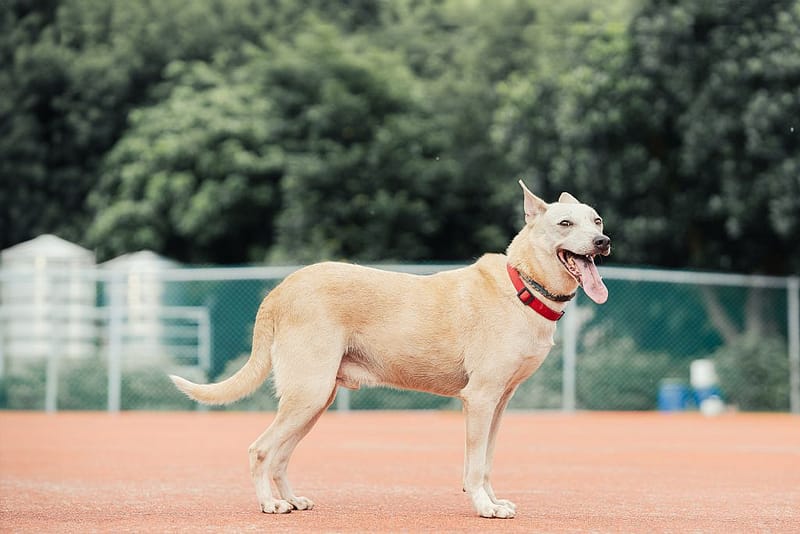 【待認養】混種犬 狗 (男生) - 新北市板橋區公立動物之家