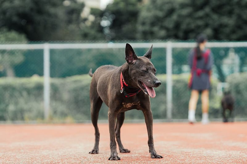 【待認養】混種犬 狗 (男生) - 新北市板橋區公立動物之家