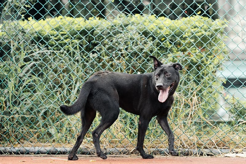 【待認養】混種犬 狗 (男生) - 新北市板橋區公立動物之家