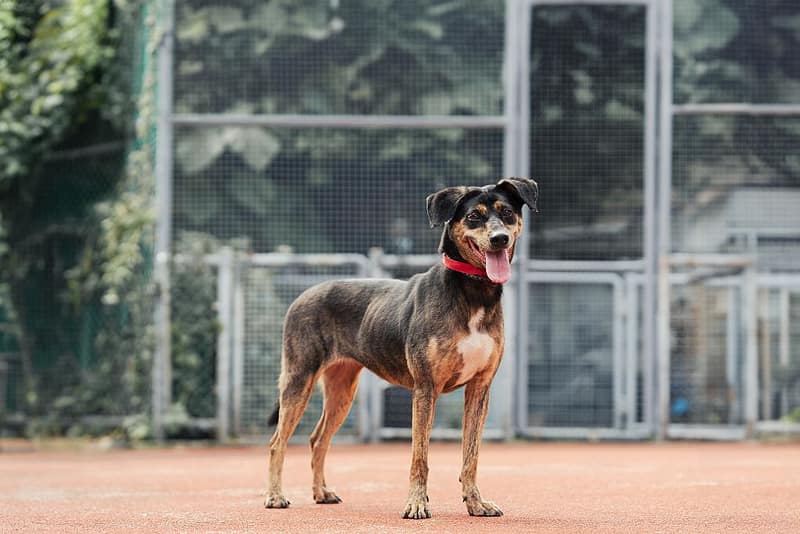 【待認養】混種犬 狗 (男生) - 新北市板橋區公立動物之家